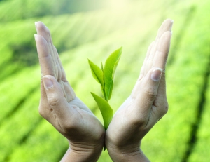 green tea benefits for health - tea leaf between hands